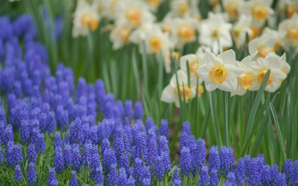 весенняя клумба мускари гиацинт