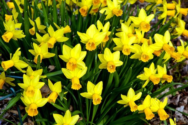 зеленоцветковые нарциссы