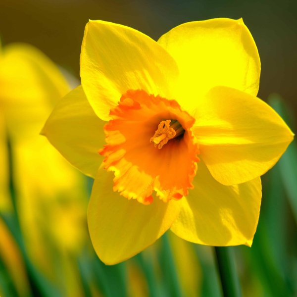 нарцисс лав дэй