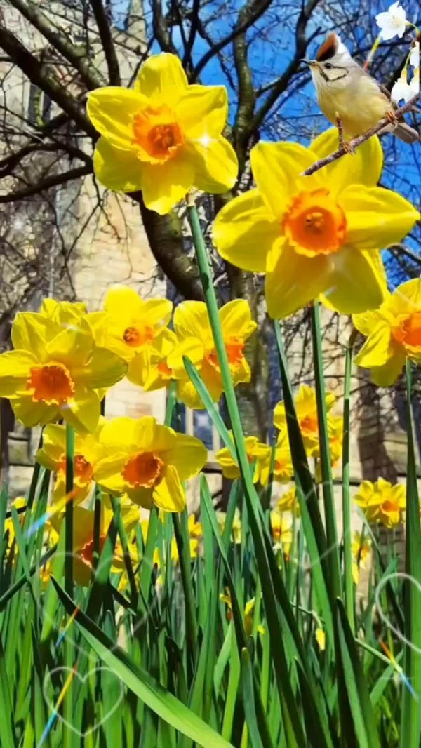 цветы нарциссы марта