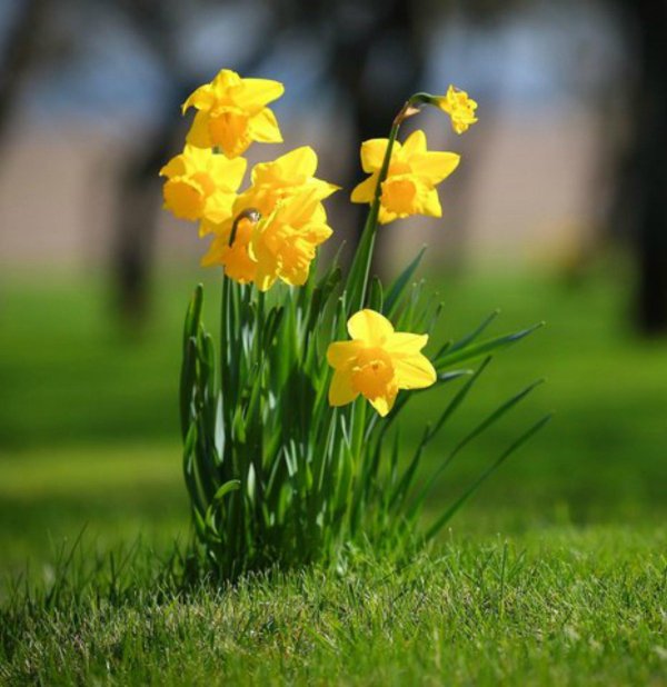 весенние желтые цветы