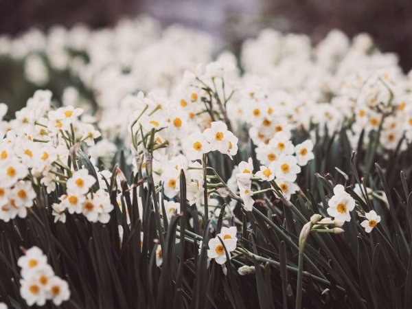 весенние цветы