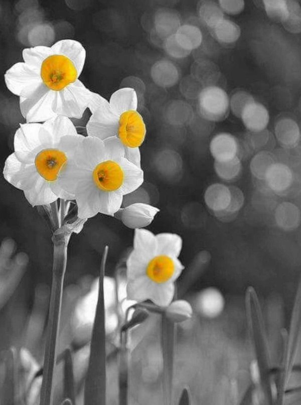 нарцисс зеленая жемчужина