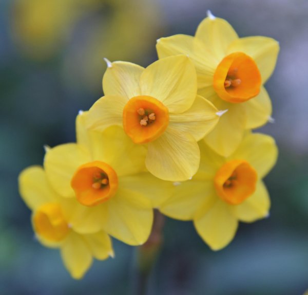 нарцисс мартинетт