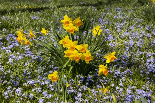 весенний цветок хионодокса