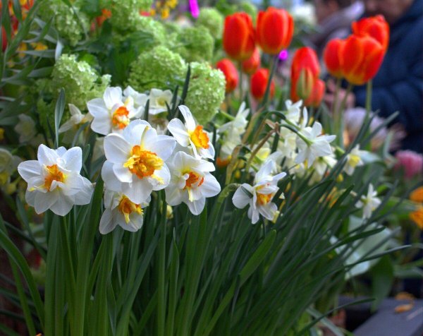 нарциссы куст