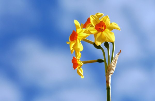 нарциссы фон