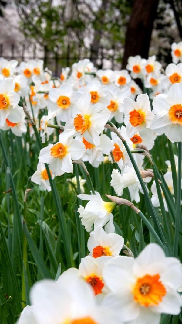 белые нарциссы
