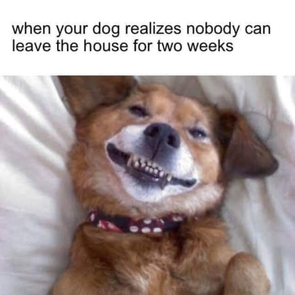 улыбающиеся животные