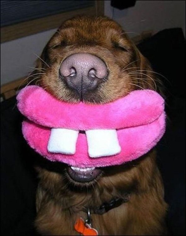 cмешные животные