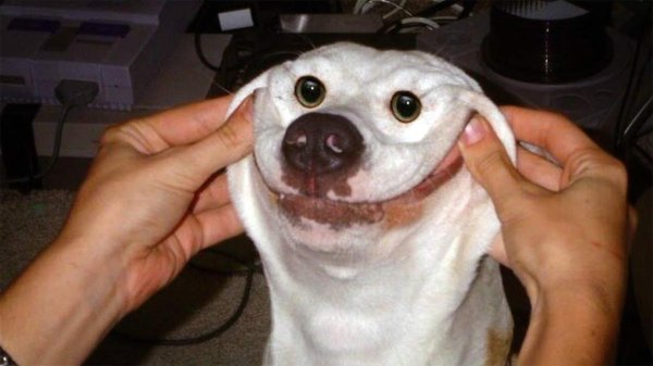 мем улыбающаяся собака