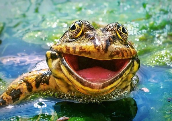 лягушка жаба