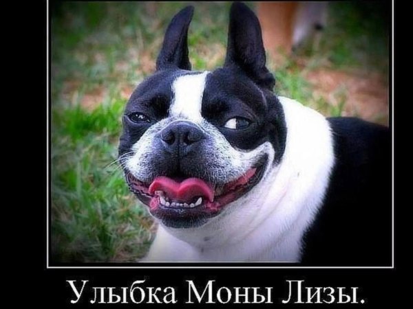 cмешные животные