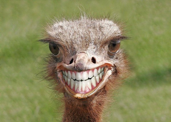 морда страуса