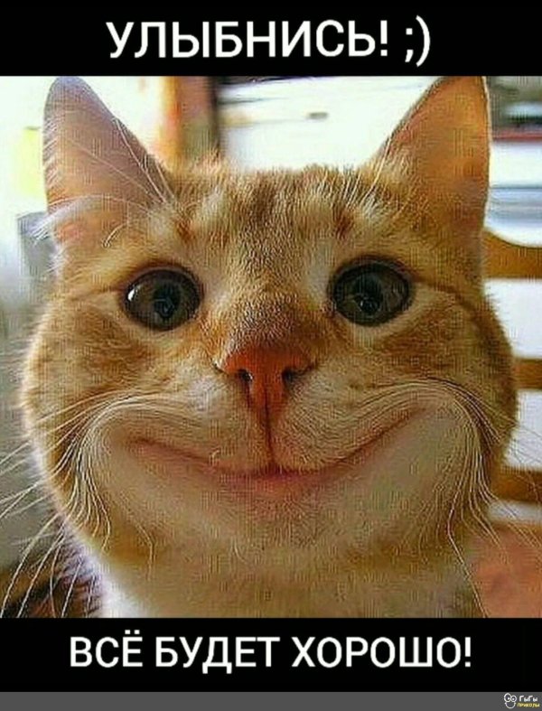довольная рожа