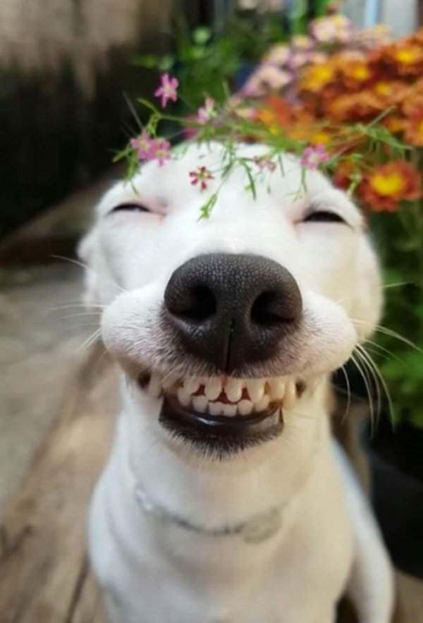 улыбающийся пес