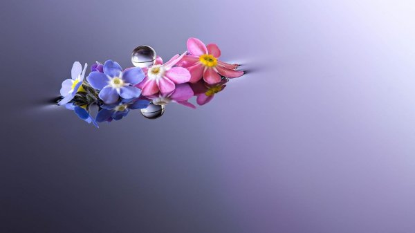 цветок незабудка