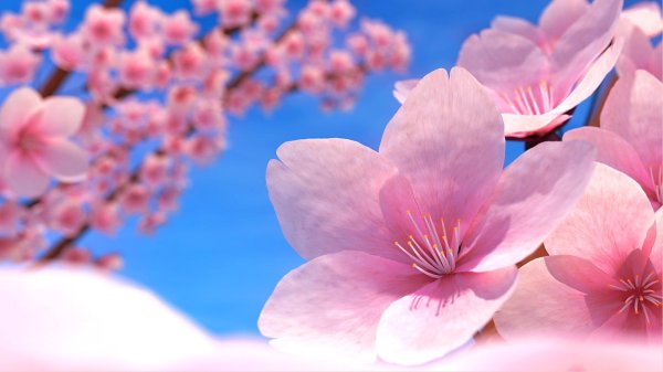 черри блоссом