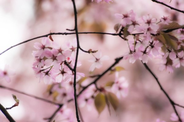 цветки вишни