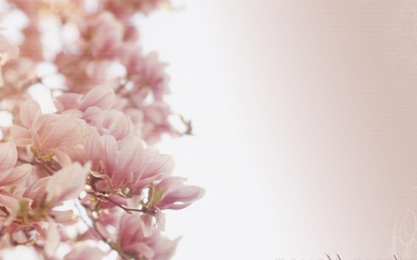 магнолия розовая