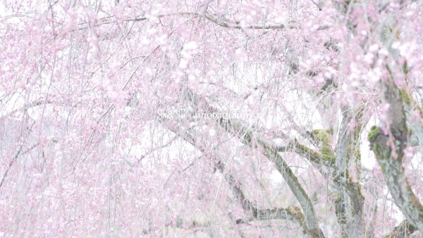 цветение сакуры