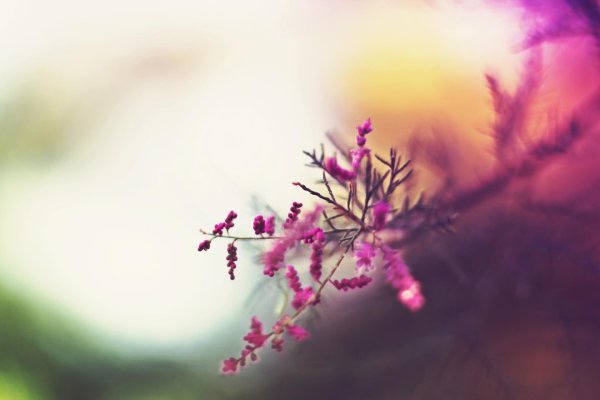 размытые фоны