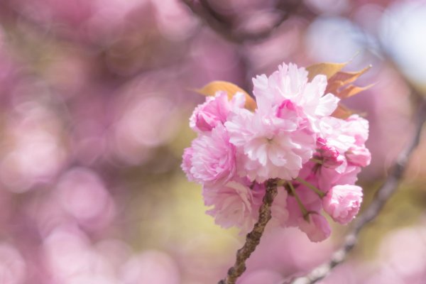 розовая вишня