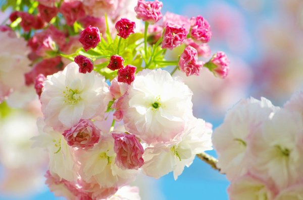 цветок яркий