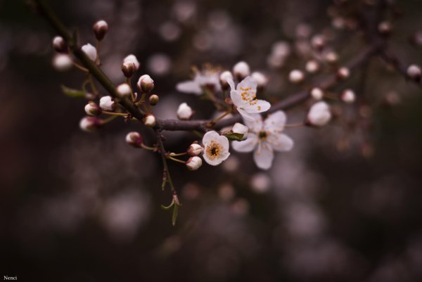 цветки вишни