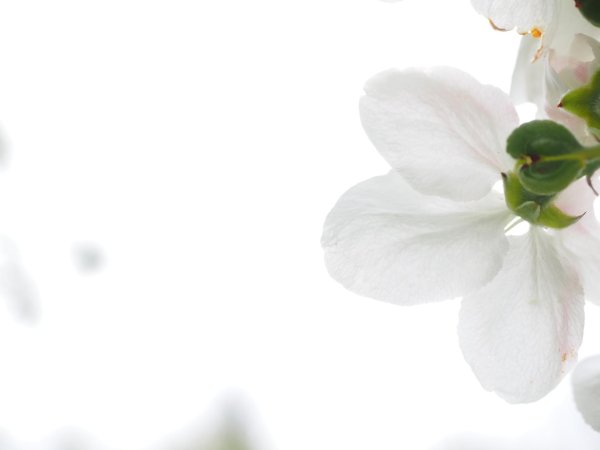 яблоневый цвет