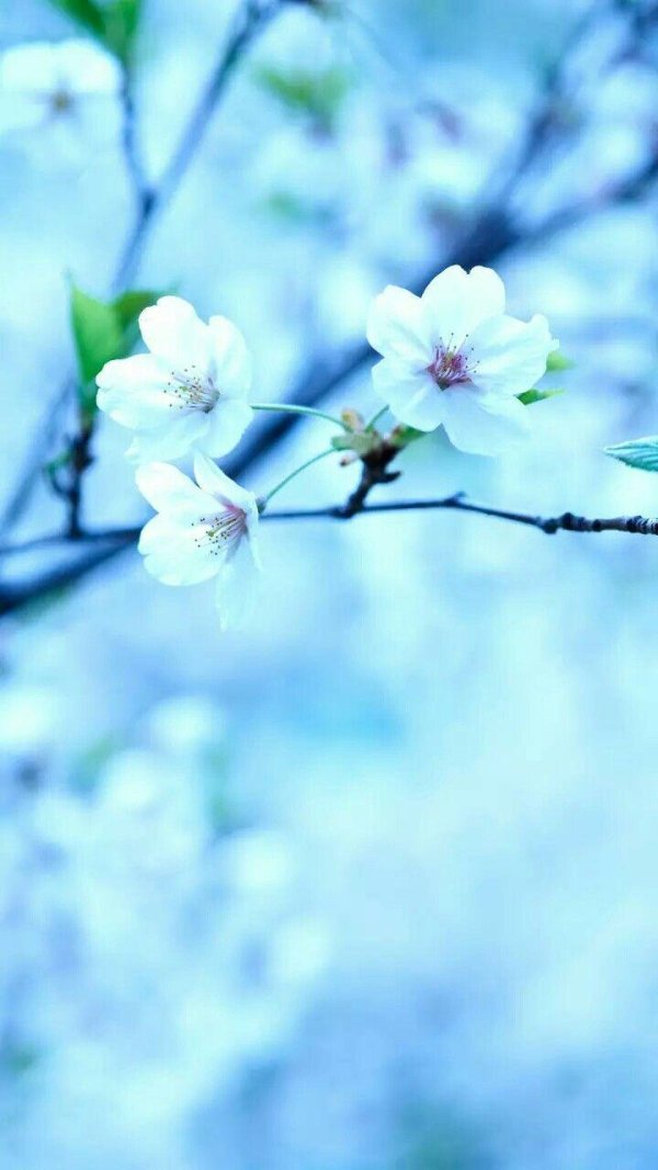 весенние фоны