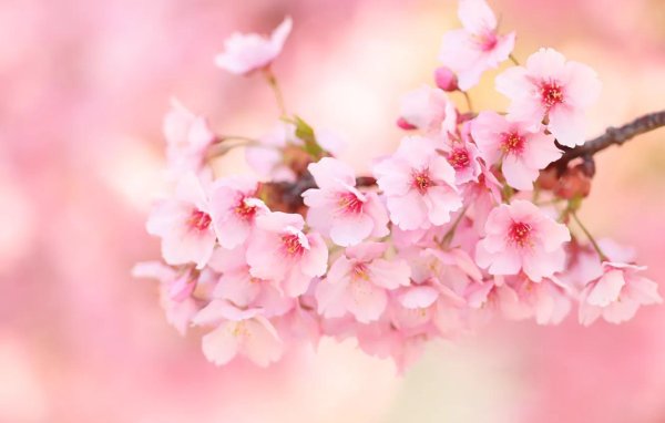 цветки сакуры