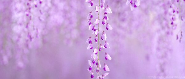 пурпурная глициния