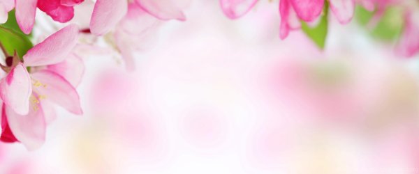 цветочные фоны