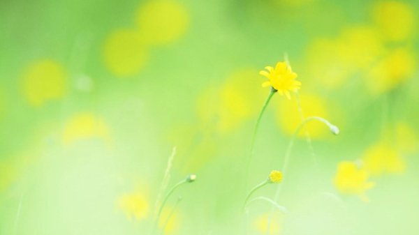 нежный желтый цвет