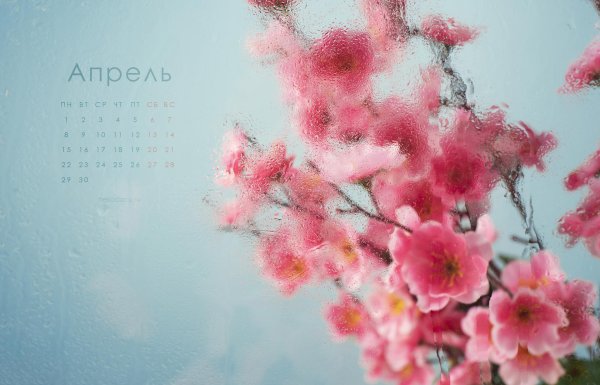 цветение сакуры