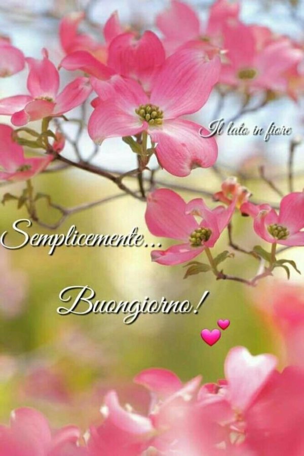 buona giornata