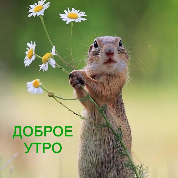 суслик нюхает цветок