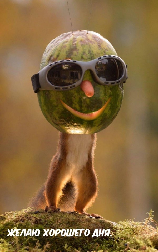 белка и арбуз