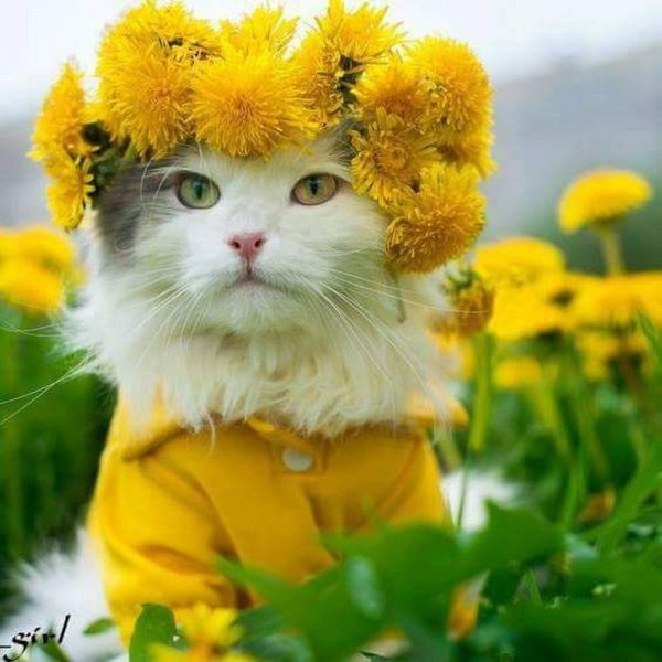 венки из одуванчиков