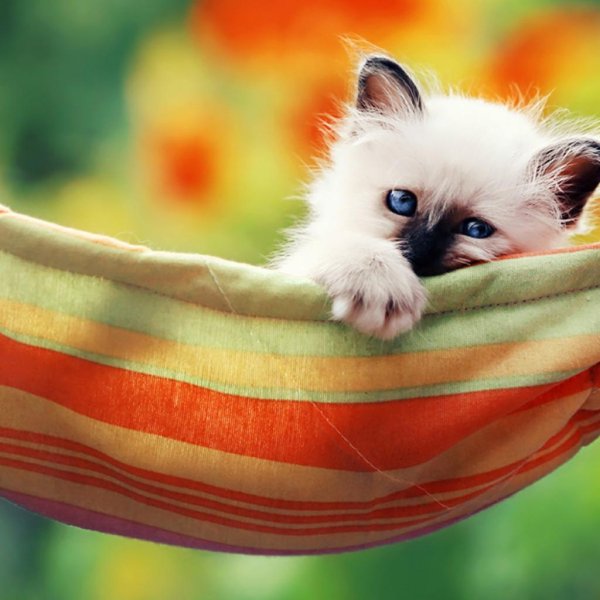 котенок маленький