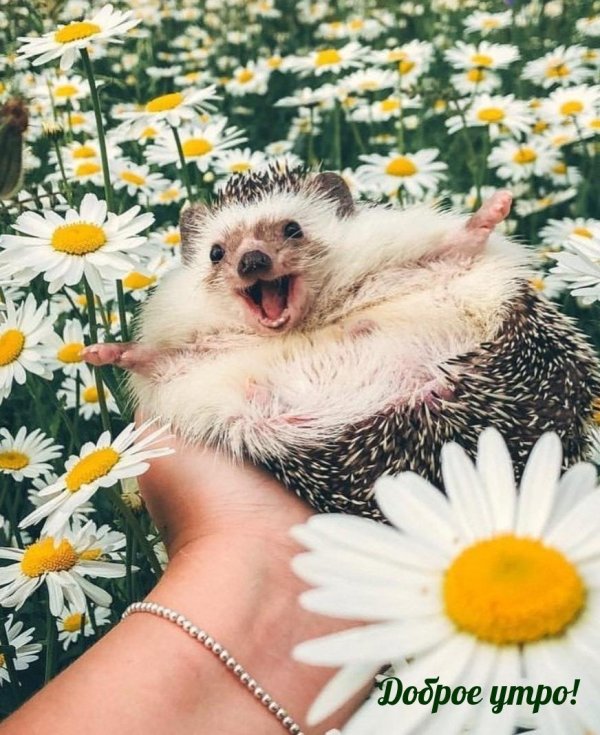 позитивный ежик