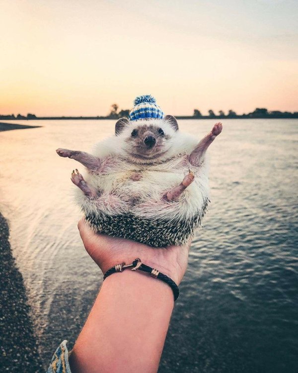 mrpokee очаровательный ёжпутешественник