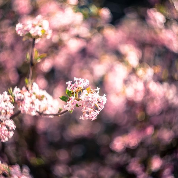 цветение весной