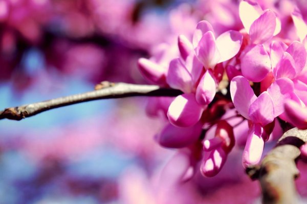 церцис канадский