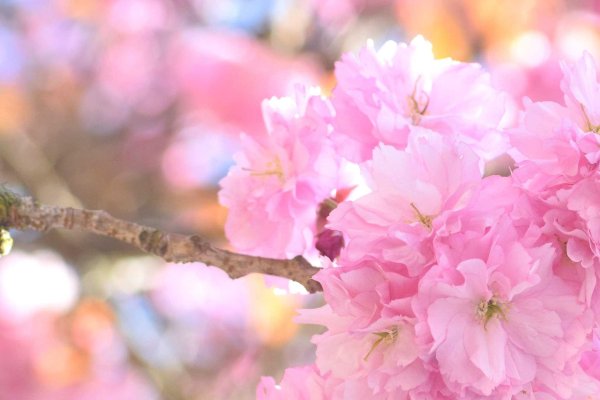 розовые вишни сакуры