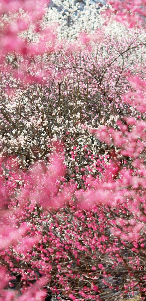 cherry blossom sakura