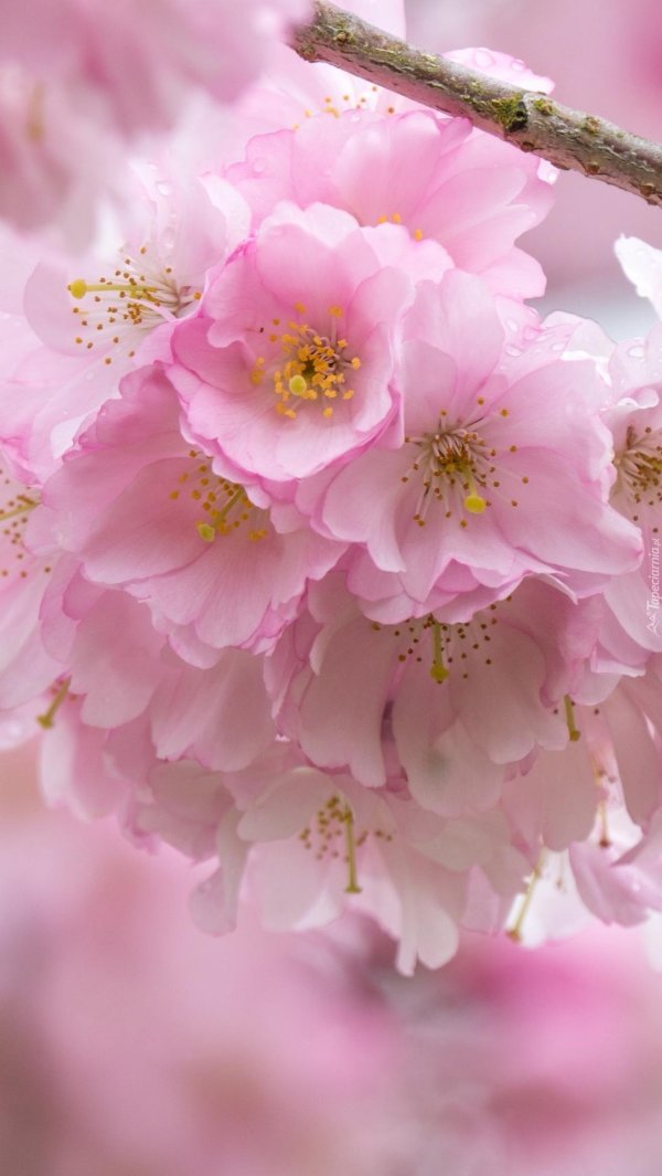 розовые цветы