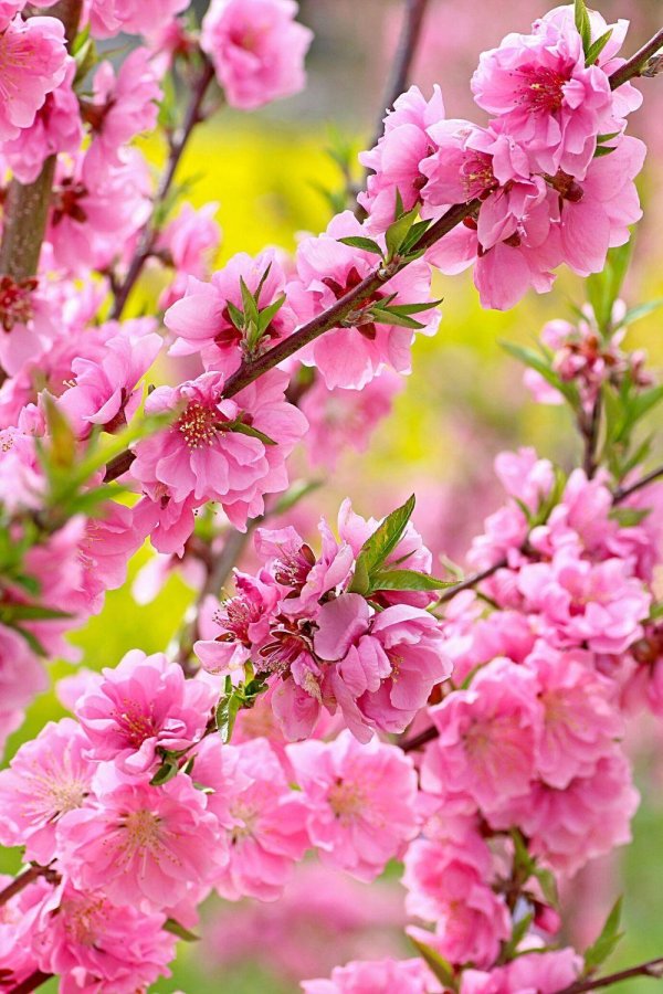 миндаль декоративный розовый