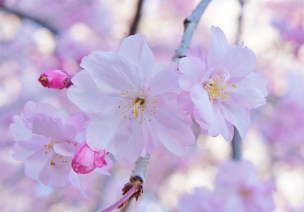 черри блоссом цветок